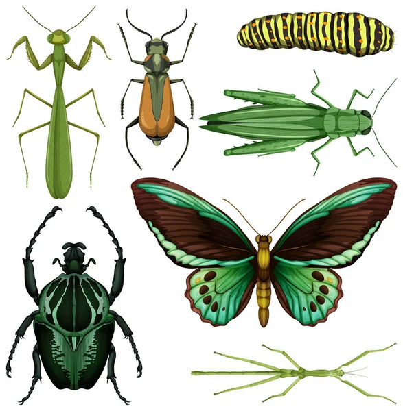 Conjunto Diferentes Insectos Sobre Fondo Blanco Ilustración — Vector de stock