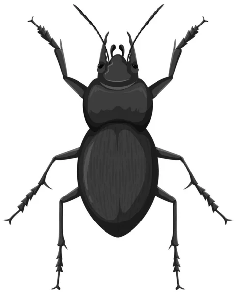 Carabidae Isolated White Background Illustration — Stock Vector