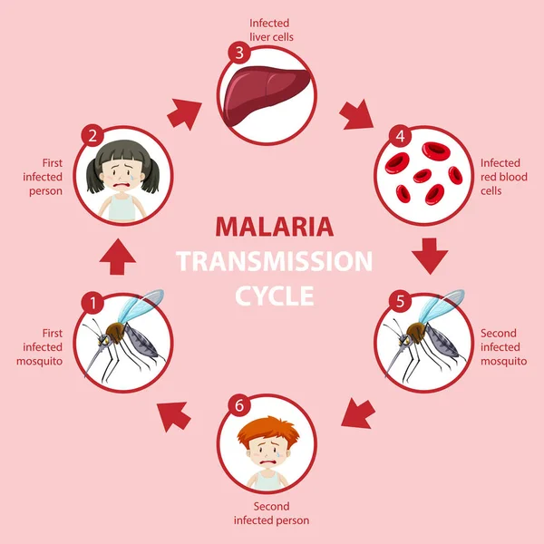 Malaria Übertragungszyklus Und Symptominformationen — Stockvektor
