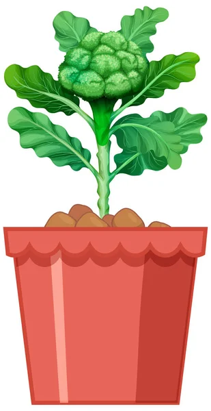 Broccoli Med Blad Röd Kruka Isolerad Vit Bakgrund Illustration — Stock vektor