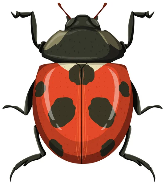 红色瓢虫或瓢虫分离的白色背景说明 — 图库矢量图片