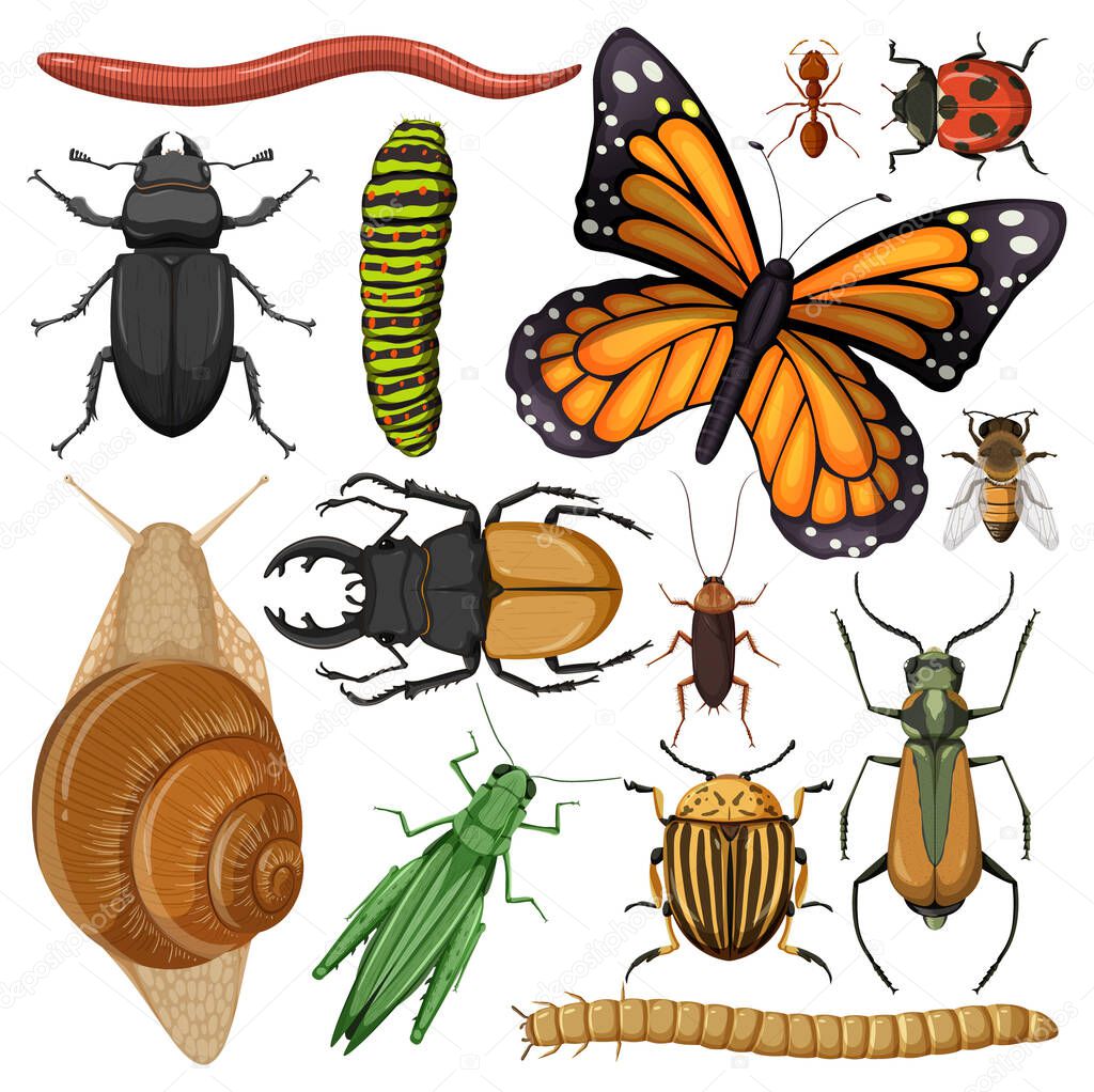 Set of different insects on white background illustration