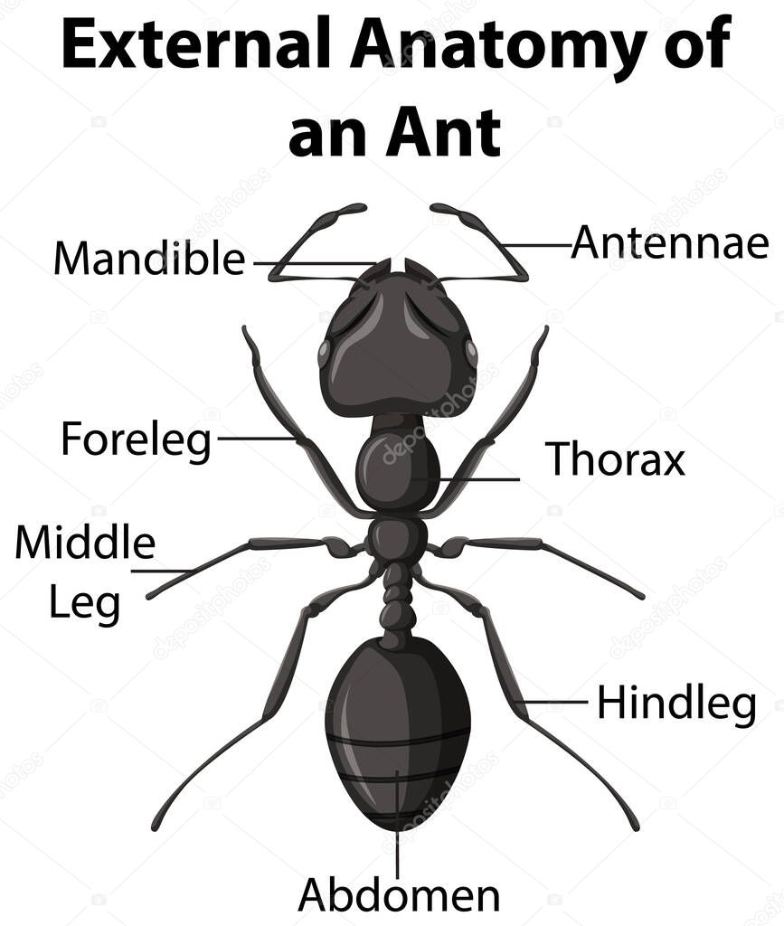 External Anatomy of an Ant on white background illustration