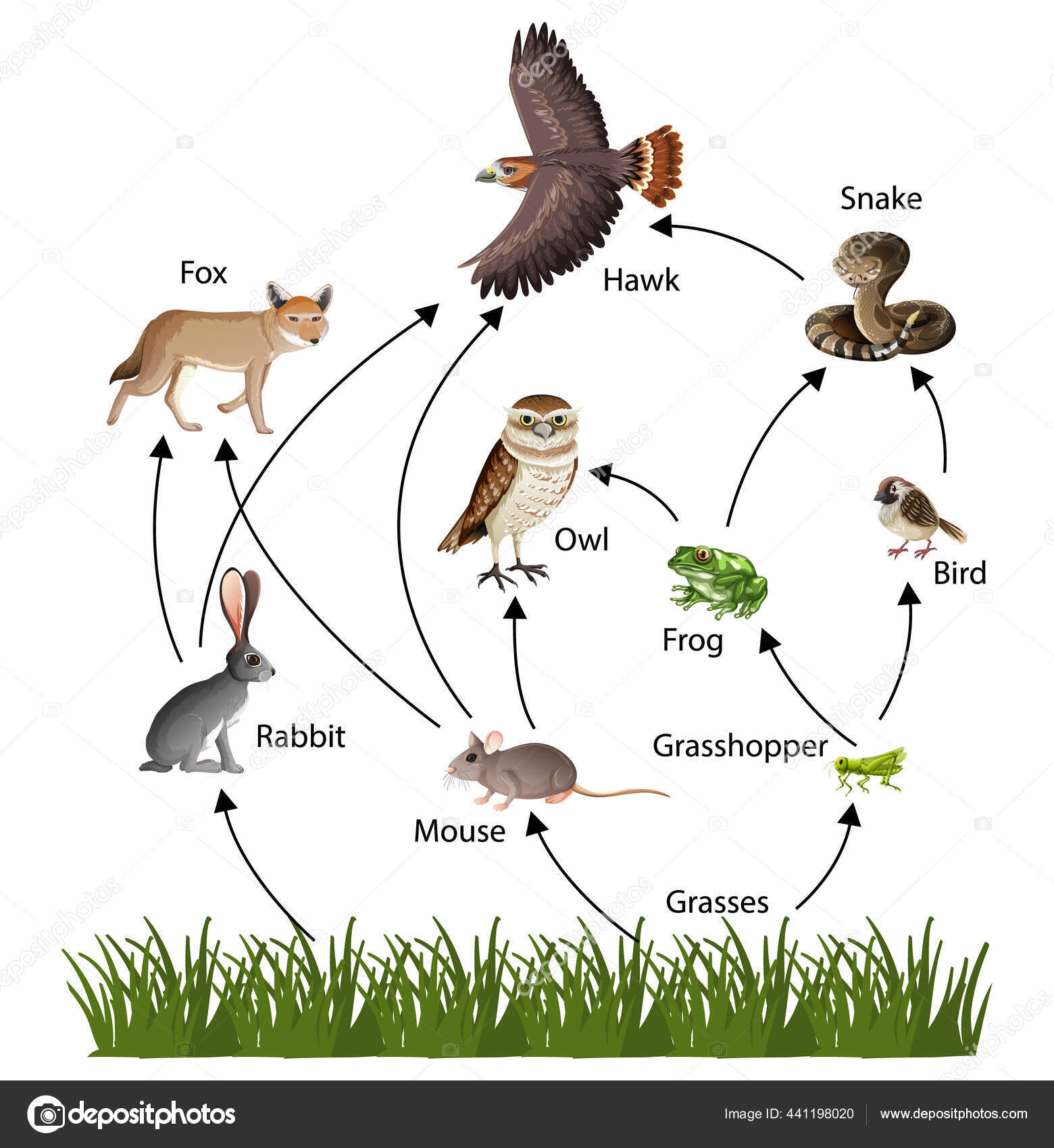 Food Chain Concept Diagram Illustration Stock Vector Image by ... Biology Diagrams