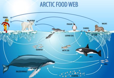 Education poster of biology for food webs diagram illustration clipart