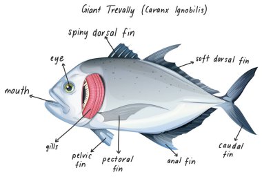 Dev Trevally (Caranx Ignobilis) illüstrasyonu