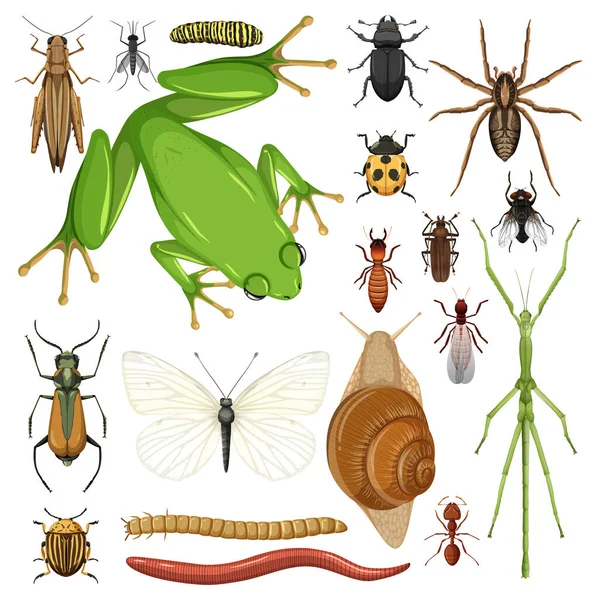 Conjunto Diferentes Insectos Sobre Fondo Blanco Ilustración — Vector de stock