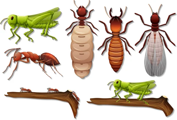 삽화에 분리되어 곤충들의 — 스톡 벡터