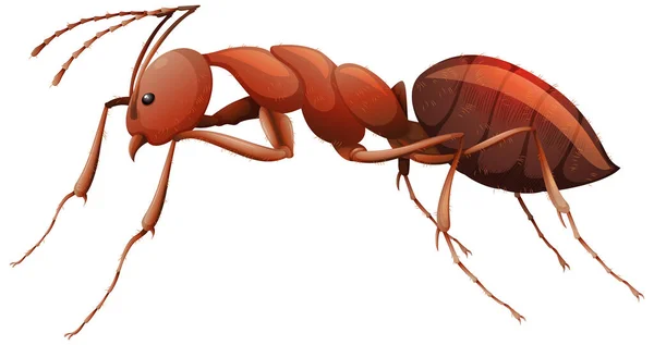 Close Red Ant Cartoon Style White Background Illustration — Stock Vector