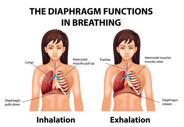 The diaphragm functions in breathing illustration