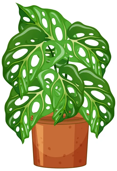 Monstera Plant Pot Cartoon Stijl Witte Achtergrond Illustratie — Stockvector
