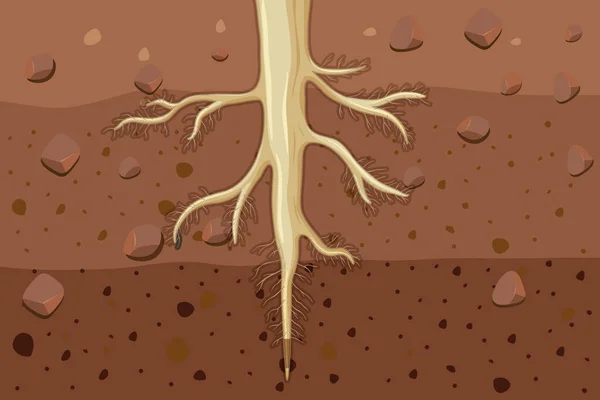 Primo Piano Delle Radici Delle Piante Nell Illustrazione Del Suolo — Vettoriale Stock