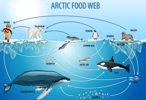 Education Poster Biology Food Webs Diagram Illustration — Stock Vector