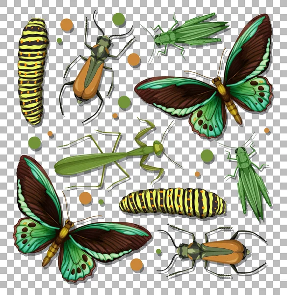 Jeu Différents Insectes Sur Fond Transparent Illustration — Image vectorielle