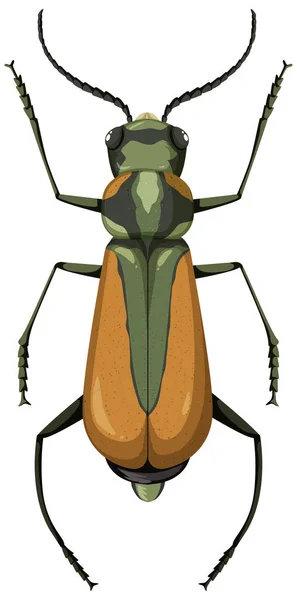 Brachinus Isolado Fundo Branco Ilustração — Vetor de Stock