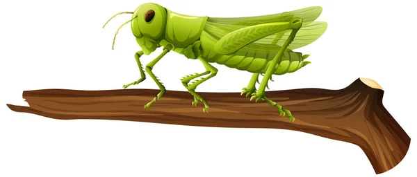 Close Grasshopper Branch White Background Illustration — Stock Vector