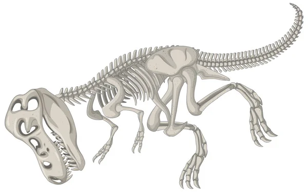 Volledige Dinosaurus Skeletten Witte Achtergrond Illustratie — Stockvector