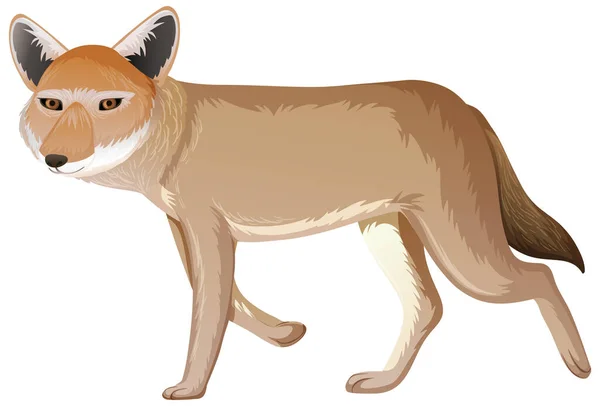 Kojot Izolovaný Bílém Pozadí Ilustrace — Stockový vektor