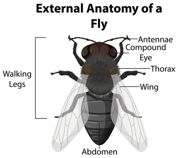 External Anatomy Fly White Background Illustration — Stock Vector