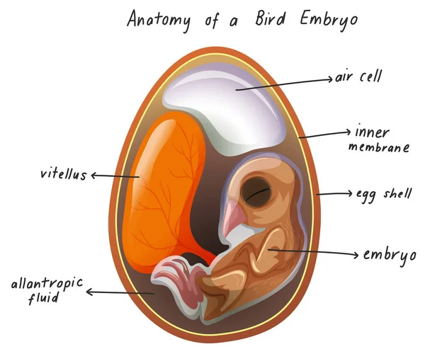 Anatomi Ilustrasi Embryo Burung - Stok Vektor