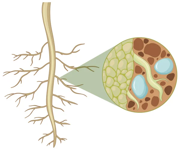 白い背景のイラストに孤立した根の構造の中で植物の根の閉鎖 — ストックベクタ