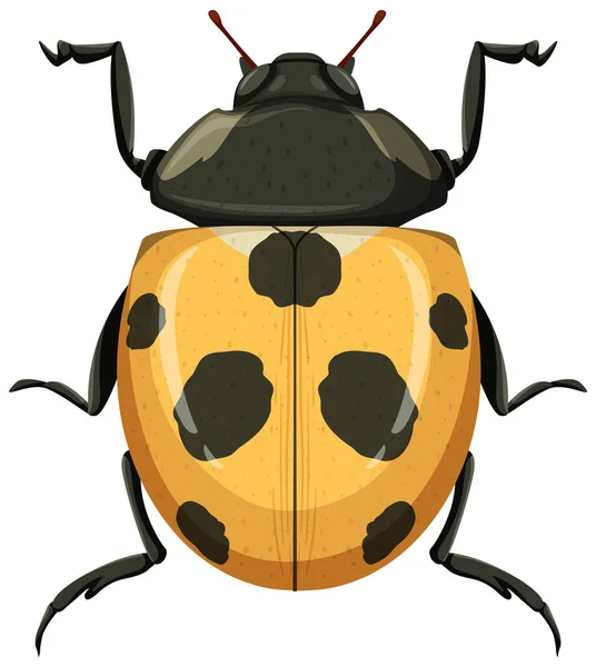 白色背景图上孤立的黄瓢虫或瓢虫 — 图库矢量图片