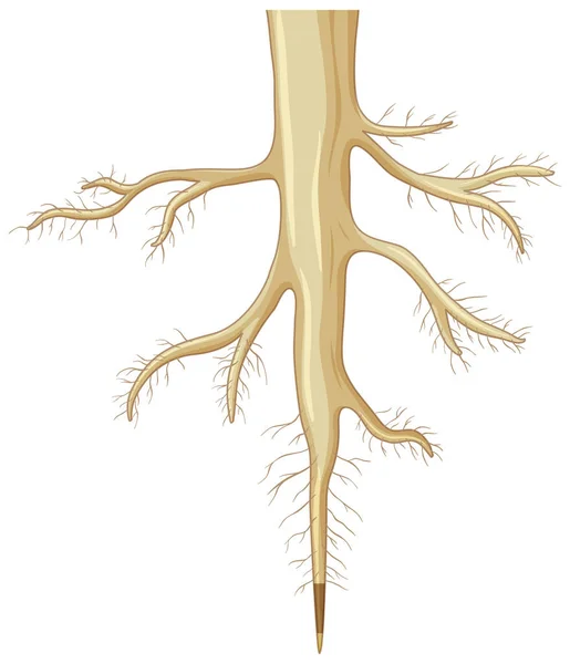 삽화에서 분리되어 뿌리의 — 스톡 벡터