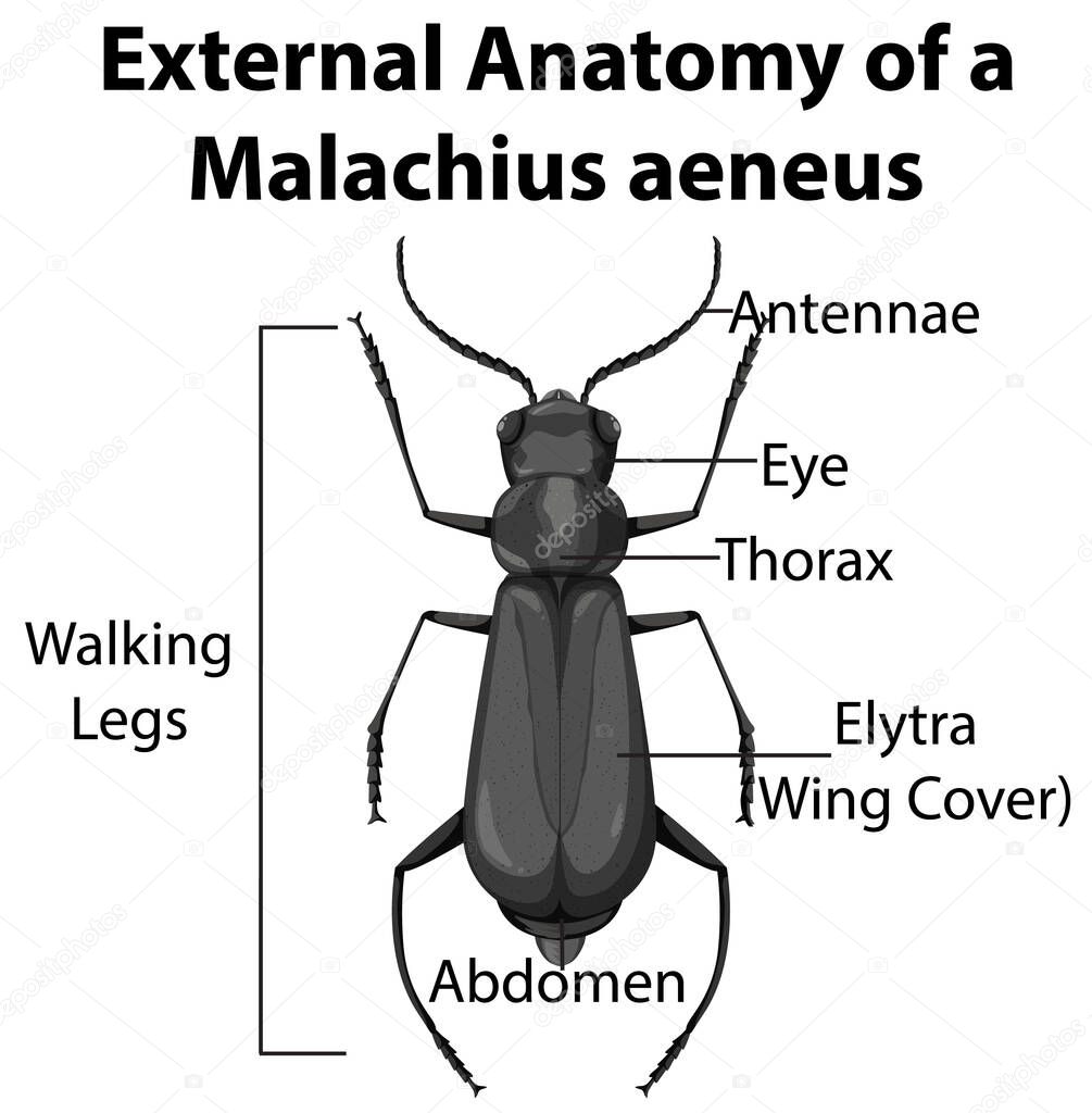 External Anatomy of a Malachius aeneus on white background illustration