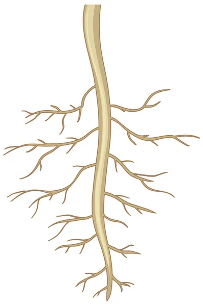 白い背景のイラストに孤立した植物の根の閉鎖 — ストックベクタ