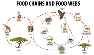 Education poster of biology for food webs and food chains diagram illustration clipart