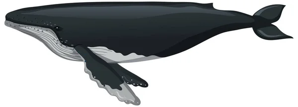Uma Baleia Estilo Cartoon Isolado Fundo Branco Ilustração — Vetor de Stock