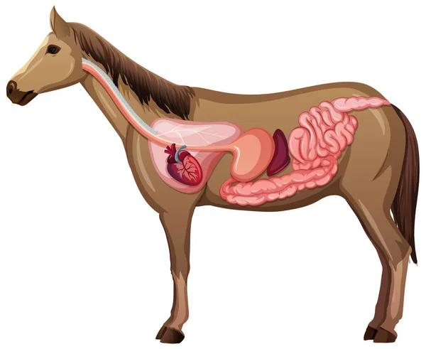 Anatomía Interna Caballo Aislado Sobre Fondo Blanco Ilustración — Vector de stock