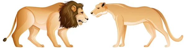 ライオンとライオンは白い背景のイラストに立って位置しています — ストックベクタ
