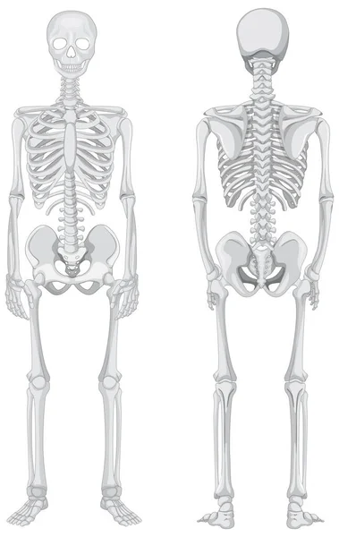 Vorder Und Rückansichten Von Skelett Isoliert Auf Weißem Hintergrund Illustration — Stockvektor