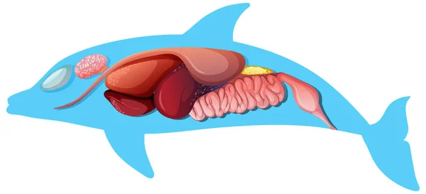 Interne Anatomie Van Een Dolfijn Geïsoleerd Witte Achtergrond Illustratie — Stockvector