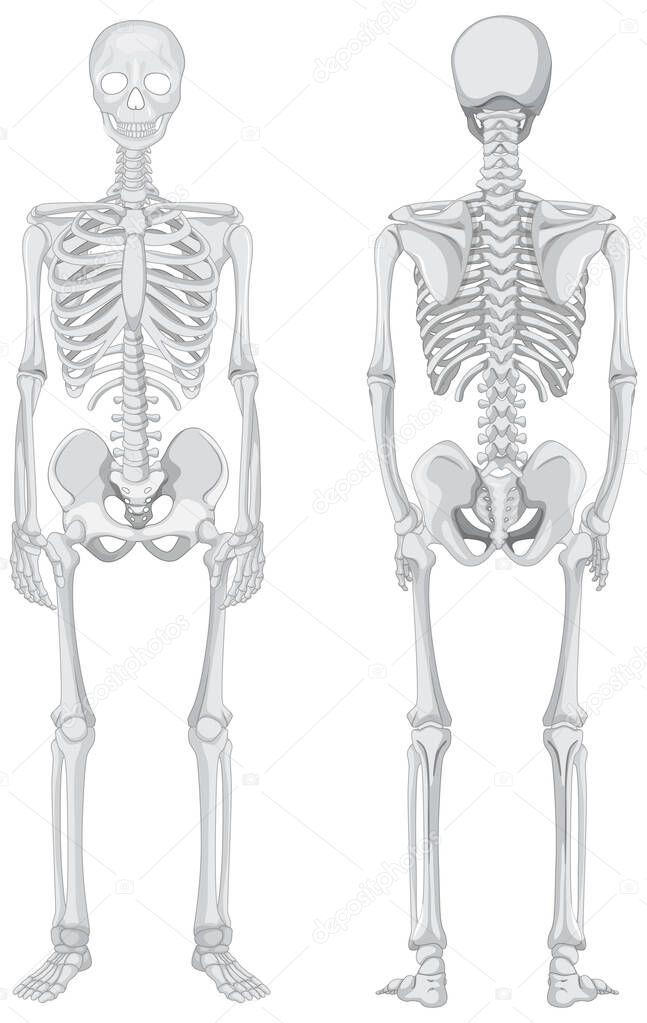 Front and back views of skeleton isolated on white background illustration