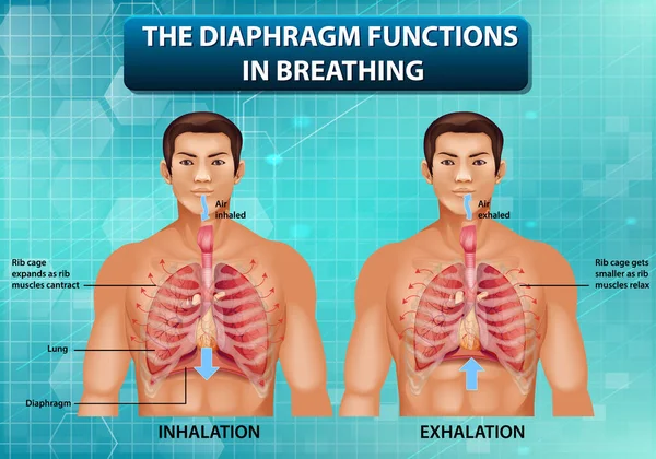 Diafragma Funciona Ilustración Respiración — Vector de stock