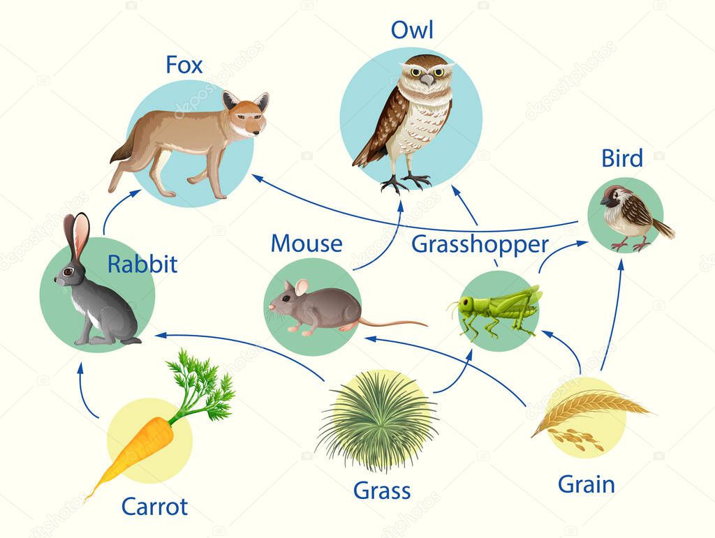 Education poster of biology for food chains diagram illustration