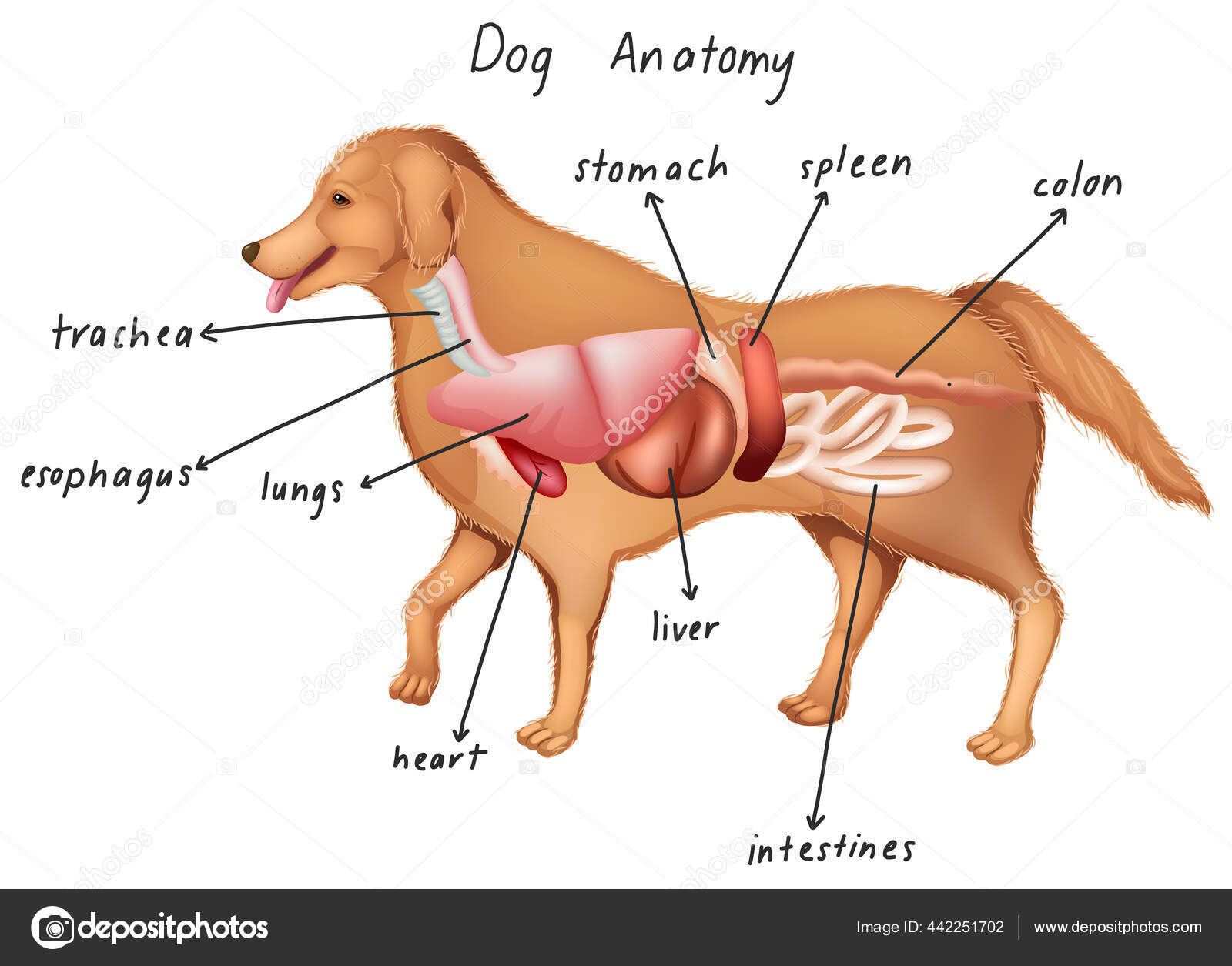 犬図の解剖図 ストックベクター ©blueringmedia 442251702 犬図の解剖図 ストックベクター ©blueringmedia 442251702