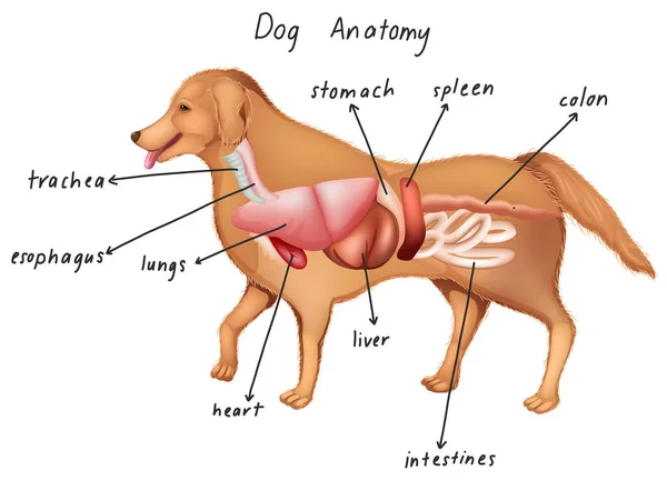 Anatomie Eines Hundes Illustration — Stockvektor