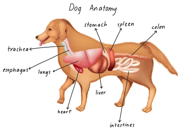 Anatomie Une Illustration Chien — Image vectorielle