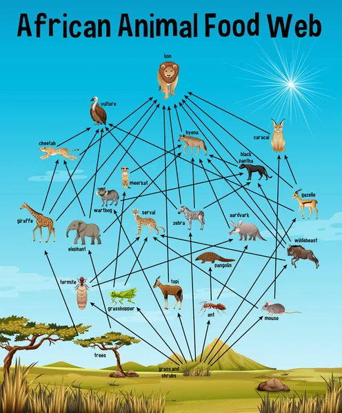 African Animal Food Web Dla Edukacji Ilustracja — Wektor stockowy