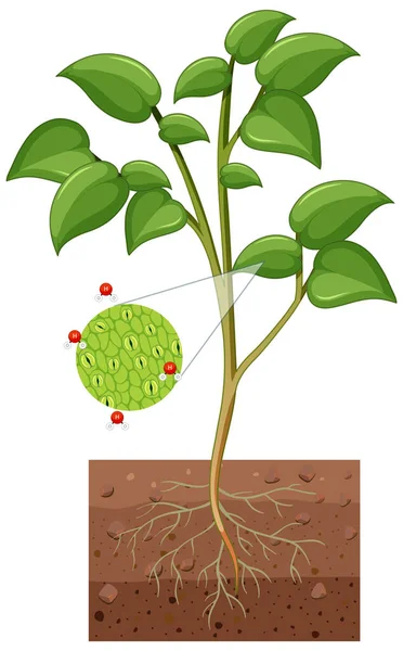 白地図に分離された植物の気孔とガード細胞を示す図 — ストックベクタ