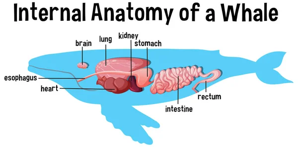 Anatomia Interna Uma Baleia Com Ilustração Rótulo — Vetor de Stock
