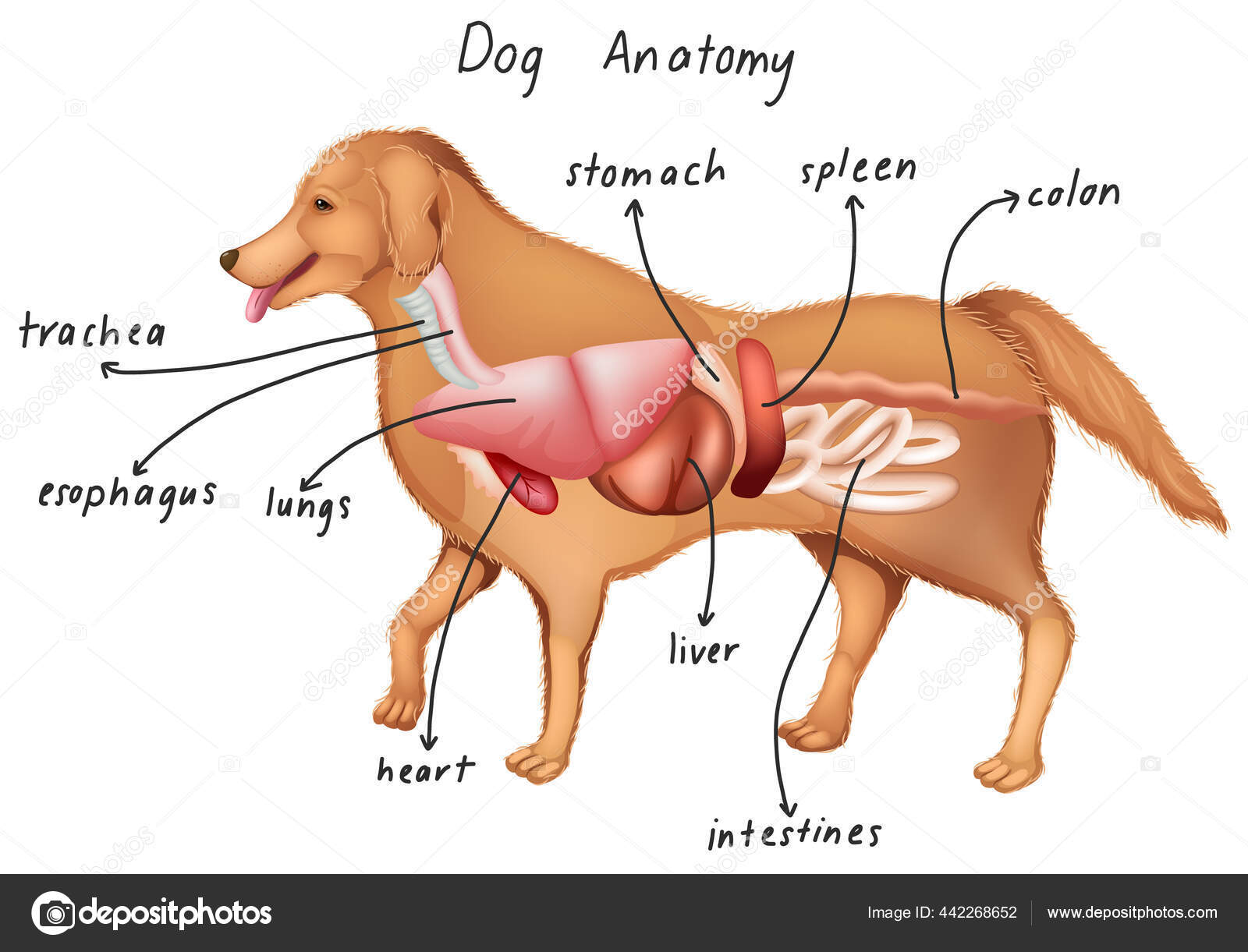 Organos del perro imágenes de stock de arte vectorial | Depositphotos