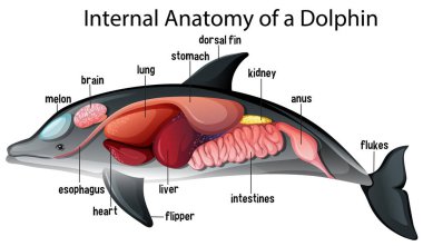 Internal Anatomy of a Dolphin illustration clipart
