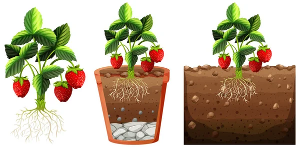 一组草莓植物 根分离于白色背景图中 — 图库矢量图片