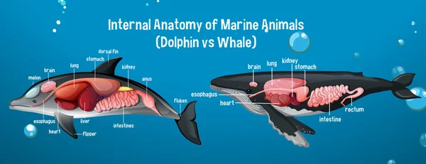 Ilustración Anatomía Interna Animales Marinos Delfín Ballena — Vector de stock