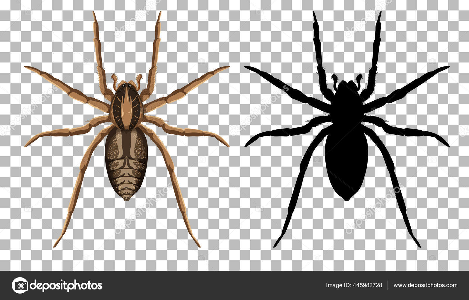 在透明的背景图上孤立的狼蜘蛛及其轮廓 图库矢量图像 C Blueringmedia