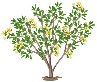 Creosote Bush beyaz arkaplan resimlerinde izole edildi